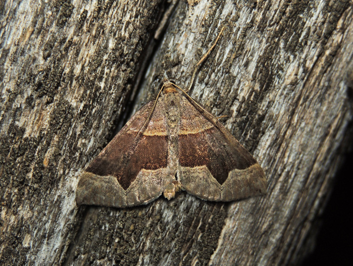 Scotopteryx angularia  Geometridae